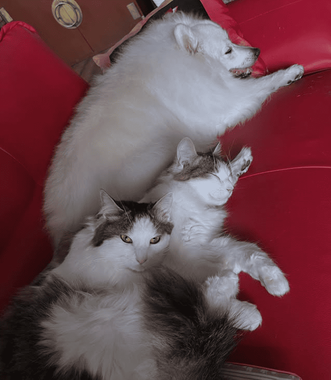 蓮舫がかわいがるペットたち