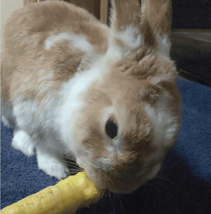 ペットのウサギ